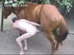 Gay horny people fucking a mustang